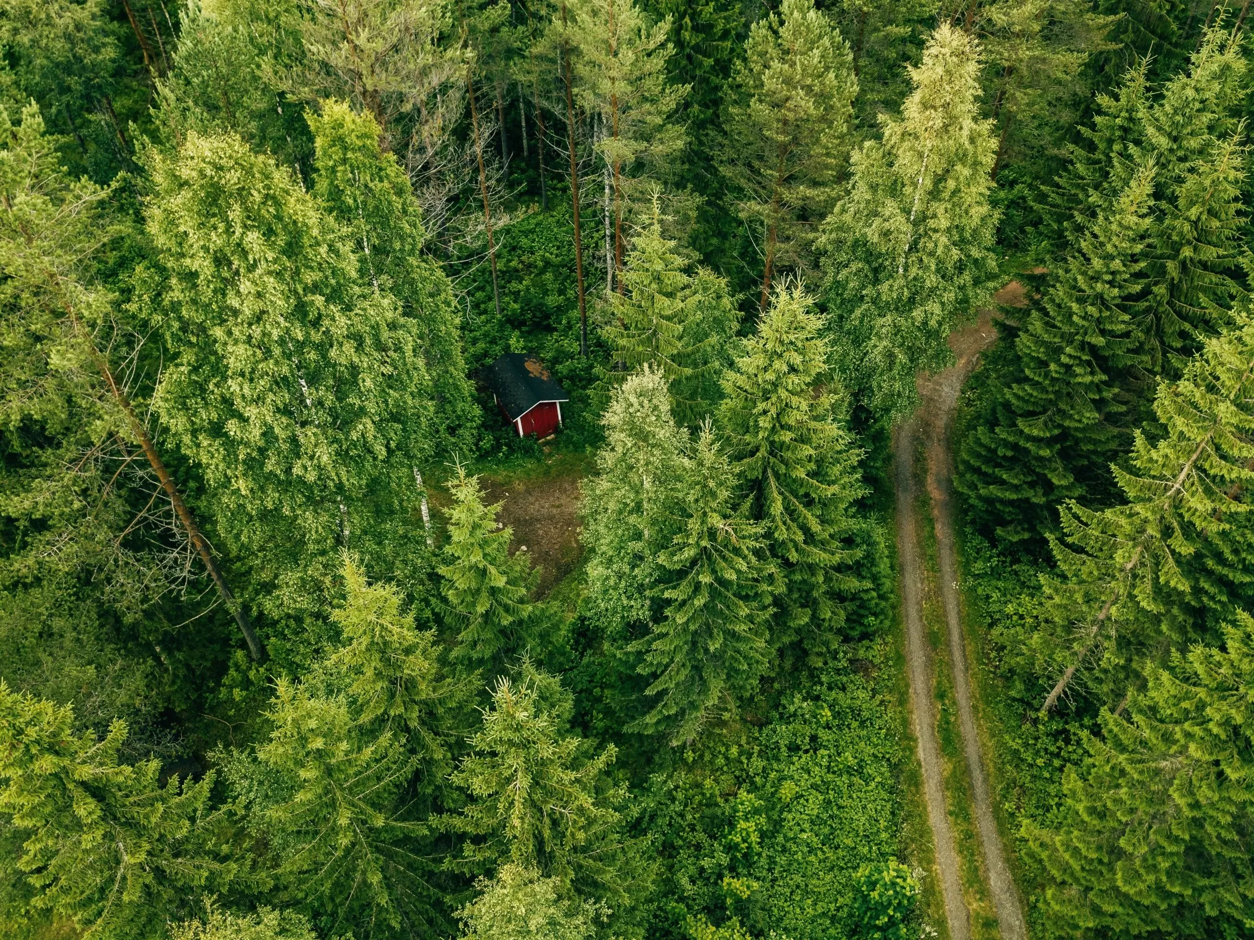 PLANTATION-aerial-view-of-the-road-through-the-spruce-forest-2022-02-01-23-40-56-utc-min-scaled.jpg